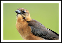 Boat-tailed Grackle (female)