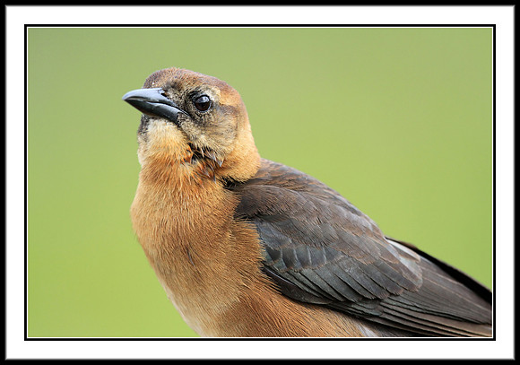 Boat-tailed Grackle (female)