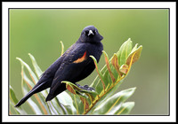 Red-winged Blackbird