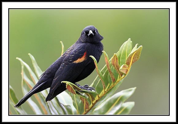 Red-winged Blackbird