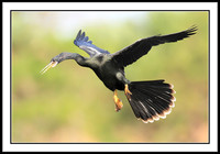 Anhinga