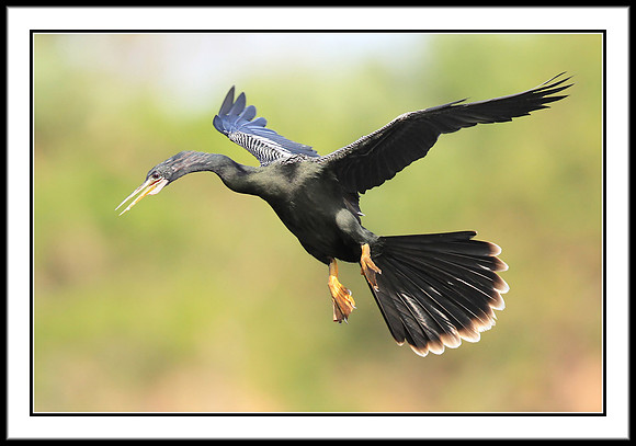 Anhinga