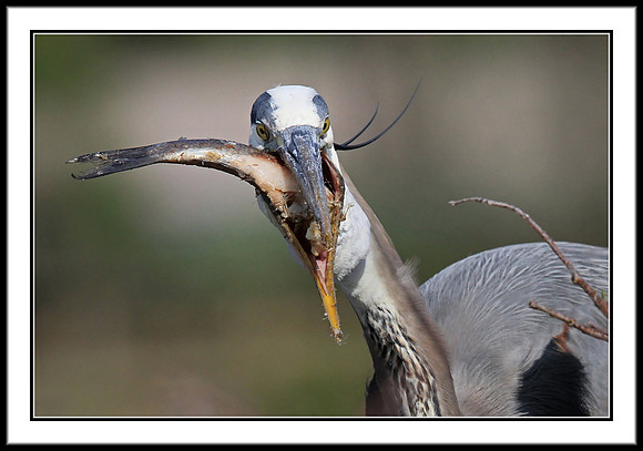Great Blue Heron