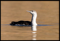 Red-throated Loon (non-breeding)