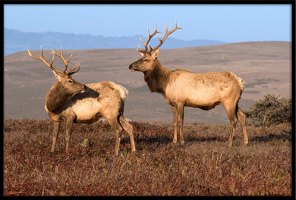 Bull Tule Elk
