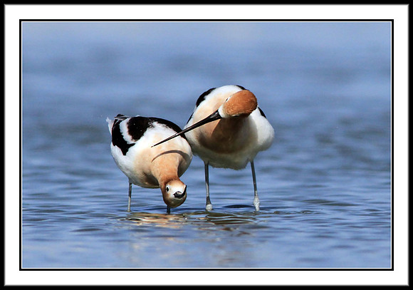 Avocets mating
