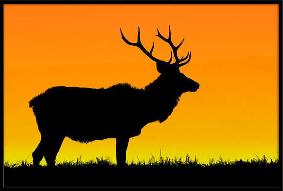 Bull Tule Elk