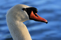 Mute Swan