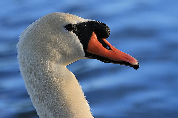 Mute Swan