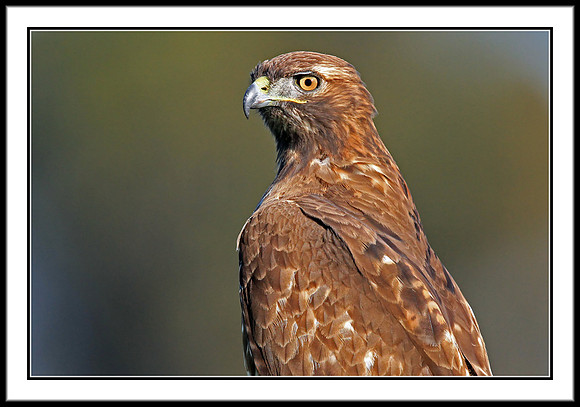 Red-tailed Hawk