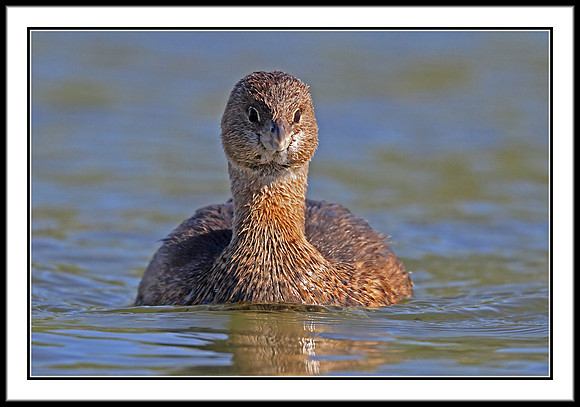 Pied-billed Grebe