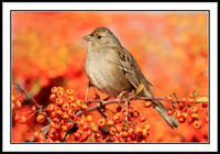 Sparrow