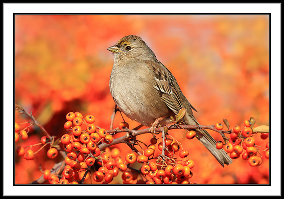 Sparrow