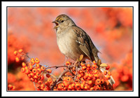 Sparrow