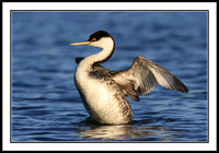 Western Grebe