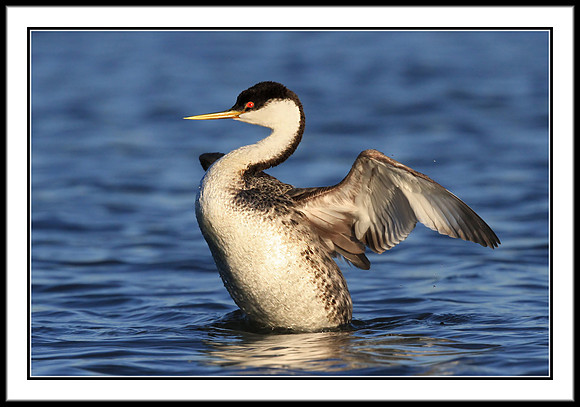Western Grebe