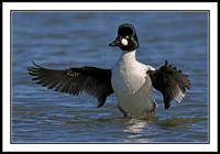Goldeneye (m)