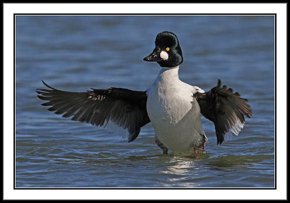 Goldeneye (m)