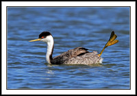 Western Grebe