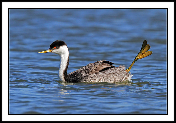 Western Grebe