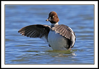 Goldeneye (f)