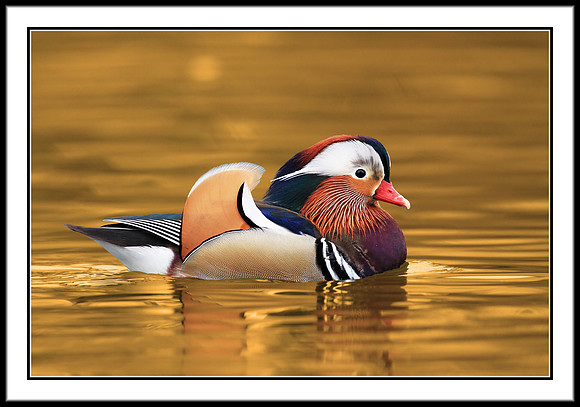 Mandarin Duck