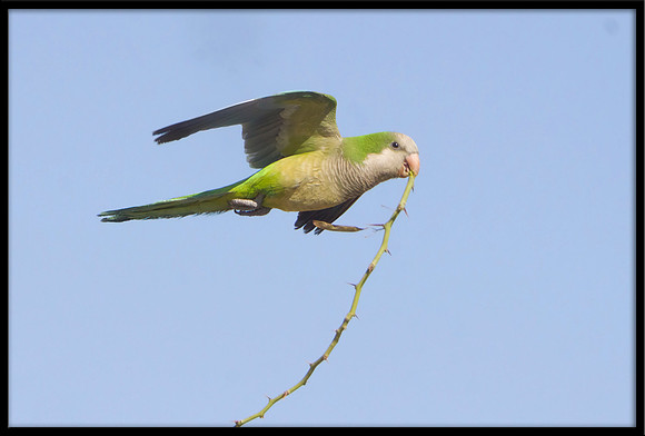 Monk Parakeet