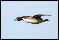 Northern Pintail