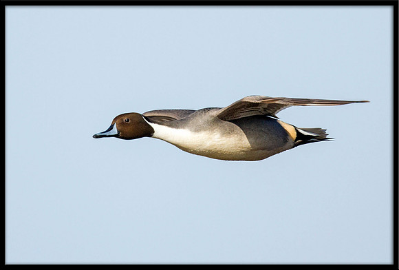 Northern Pintail