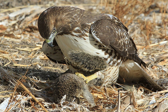 Hawk killing a squirrel