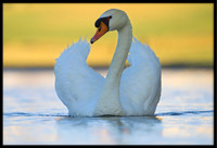 Mute Swans
