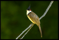 Red-whiskered Bulbul