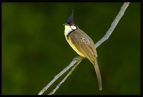 Red-whiskered Bulbul