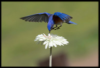 Western Bluebird