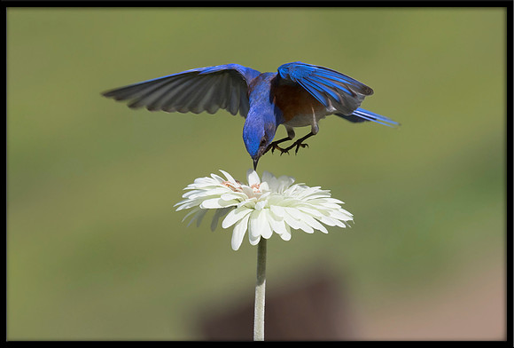 Western Bluebird