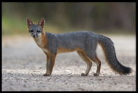 Grey Fox