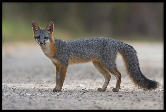 Grey Fox