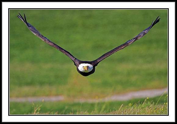 Bald Eagle