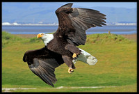 Bald Eagle