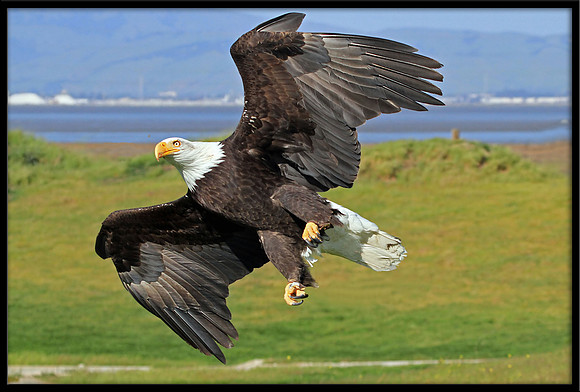 Bald Eagle