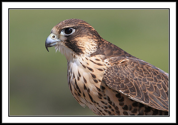 Saker Falcon