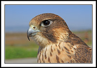 Saker Falcon