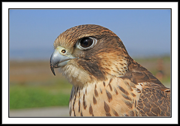 Saker Falcon