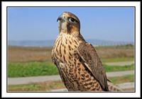 Saker Falcon
