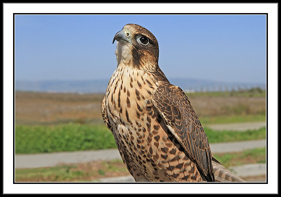 Saker Falcon