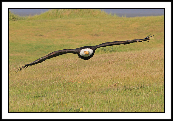 Bald Eagle
