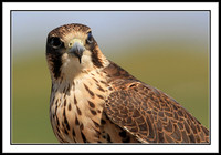 Saker Falcon