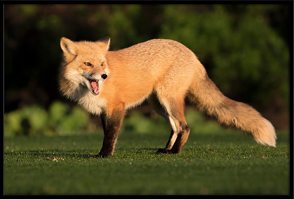 Red Fox