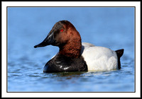 Canvasback