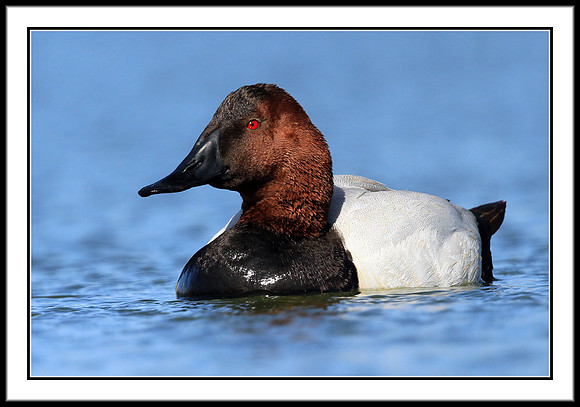 Canvasback